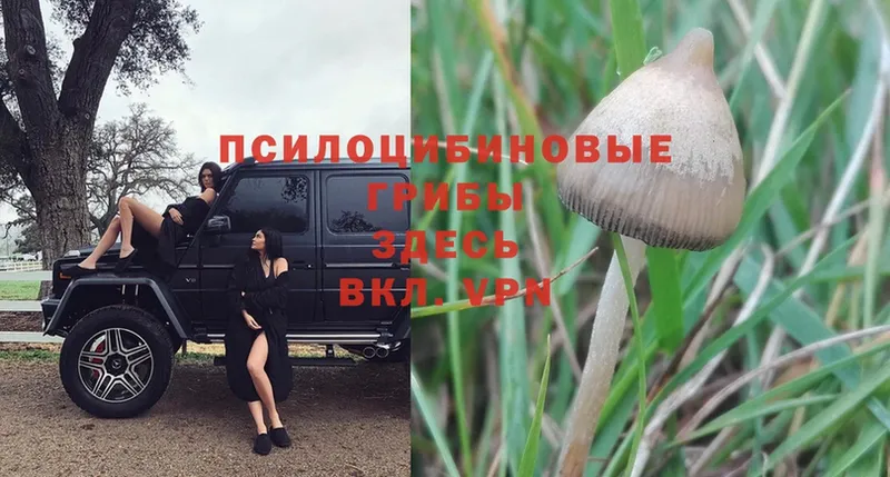 как найти   Агрыз  mega онион  Галлюциногенные грибы Psilocybe 